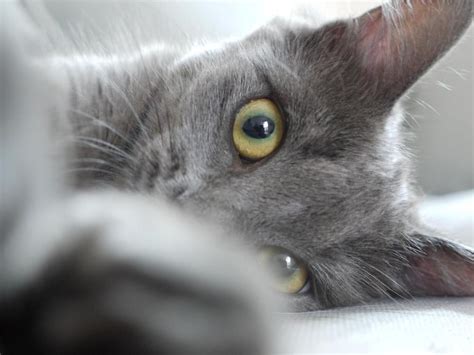 chat gris gatos grises gatos bonitos perros y gatos tiernos