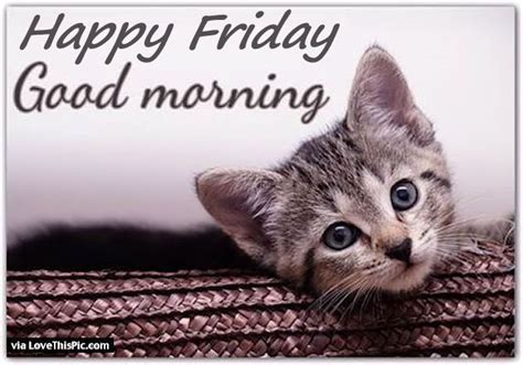 Good Morning Happy Friday Quote With A Cute Kitten Pictures Photos