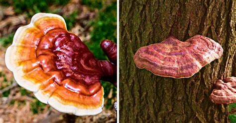 Reishi Mushroom Identification Species And Foraging Mushroom