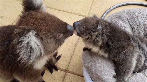 Koala Joeys Kissing Youtube