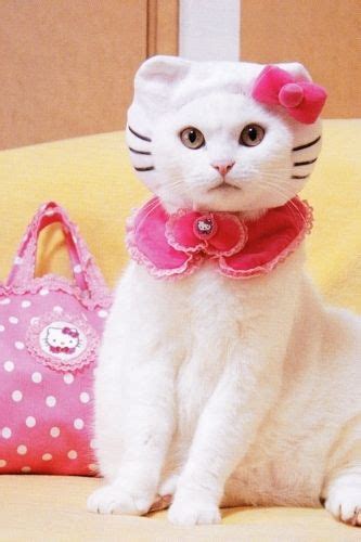 Gatita Hello Kitty Real Posando Para Sus Pretendientes Felinos