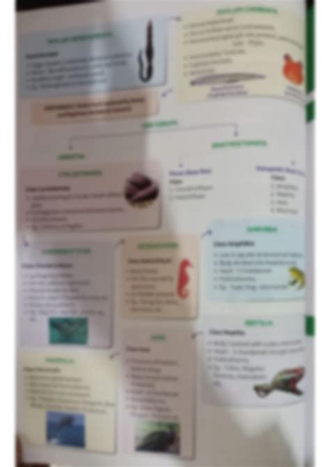 Solution Animal Kingdom Chapter Colour Mindmap For Neet And Cet