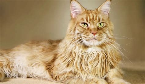 The Result Of Maine Coon Mixed With Ragdoll Breed Health Problems