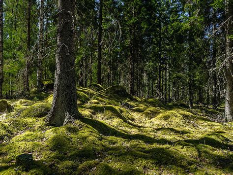 Päivittää 76 Imagen Suomen Suojellut Metsät Abzlocal Fi