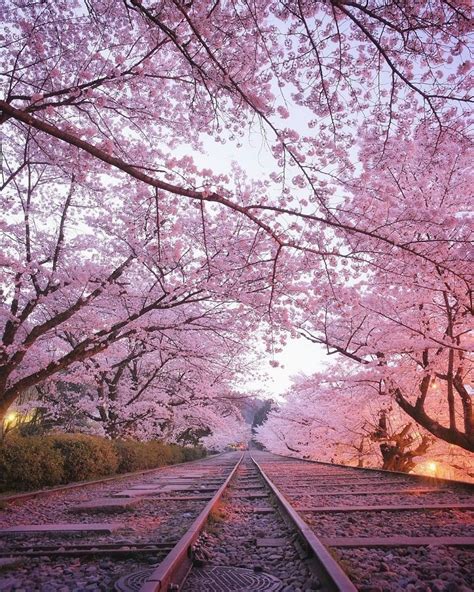 In shikoku the cherry blossoms were at their peak and the weather was clear as well. Photographer captures Japan flushed in pastel pink during the cherry blossom - RumbleRum