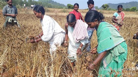 Study Of Post Harvest Operations Of Finger Millet In Koraput Odisha