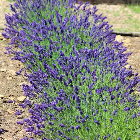Hidcote Purple Lavenders For Sale