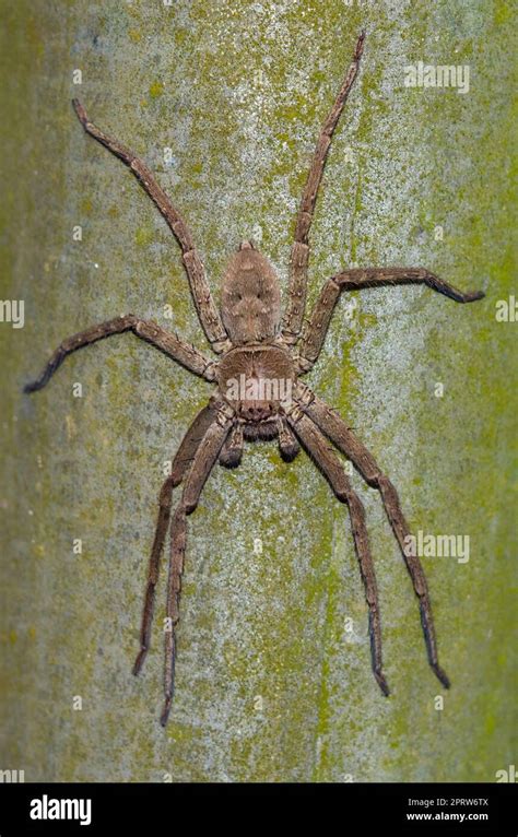 Huntsman Spider Heteropoda Venatoria Klungkung Bali Indonesia Stock