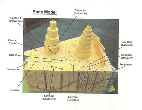 Compact Bone Diagram Anatomy Models Labeled Human