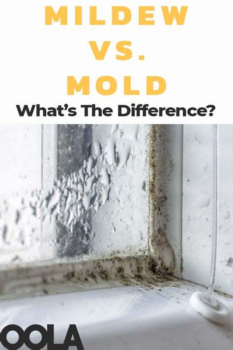 Mold Vs Mildew What Is The Difference Between Them