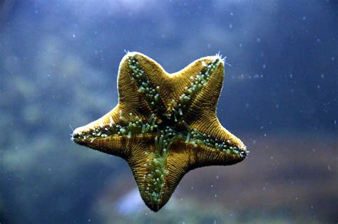 Download Free Photo Of Starfish Inside Legs Aquarium Creeps From