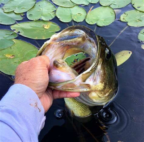 Find Trophy Largemouth Bass In Small Ponds On The Water