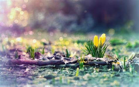 Early Spring Hd Wallpaper Images