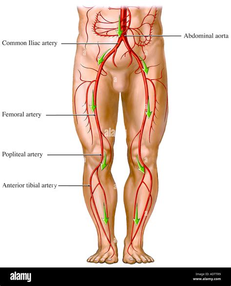 Top Pictures Where Are The Main Arteries In Your Legs Updated