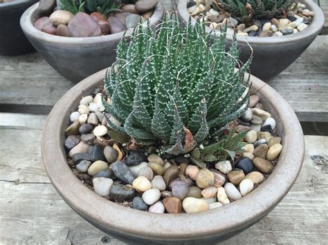 Haworthia Fasciata Zebra Cactus