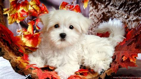 Christmas puppy backgrounds wallpaper.jpg Desktop Background
