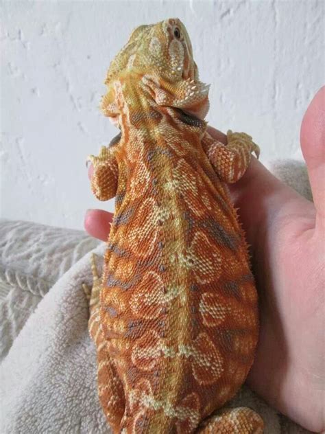Pin On Bearded Dragon Awesome