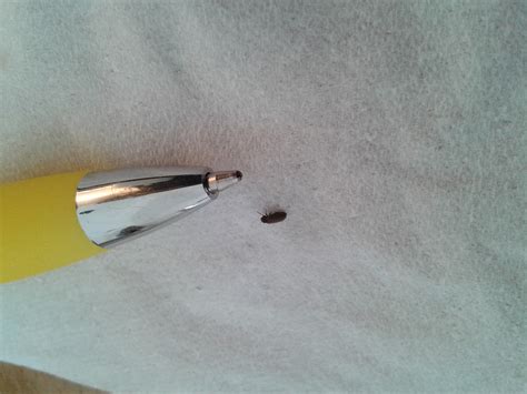 Babe Black Beetles In House Uk Entire Duration Binnacle Miniaturas