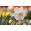 Flower Daffodil Glare  HD Desktop Wallpapers 4k