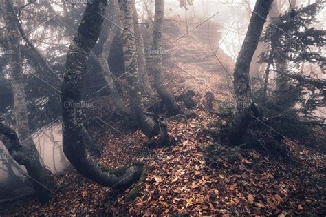 Mysterious Autumn Old Forest In Fog Nature Photos Forest Fog