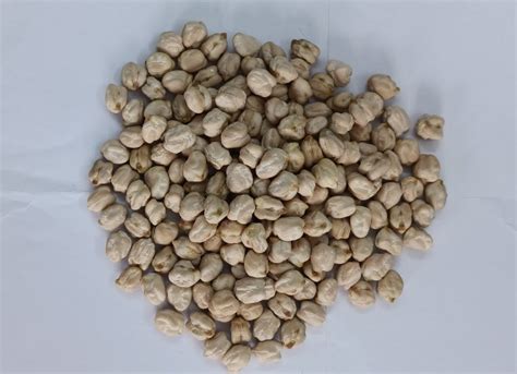 White Kabuli Chick Pea Seed High In Protein Rs 10600quintal Shiv