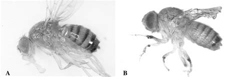 the drosophila melanogaster hybrid male rescue gene causes inviability in male and female