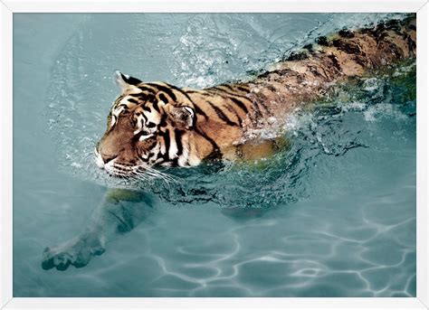 Tiger Swim 2 New Artwork Our Product Tiger In Water Frames On