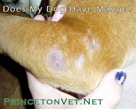 67 Amazing What Do Mite Bites Look Like On A Dog Insectza