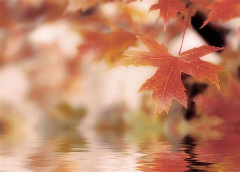 Best Wallpaper Of Water Wallpaper Of Leaves Autumn Imagebankbiz