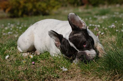 10 Signs That Your French Bulldog Is Depressed Frenchie Globe Shop