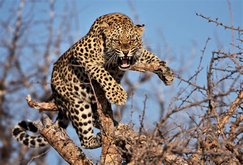 Hissing Leopard On A Tree In Namibia By Freder