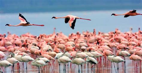 3 Dniowe Safari Jeepem 4x4 W Parku Narodowym Lake Nakuru Getyourguide