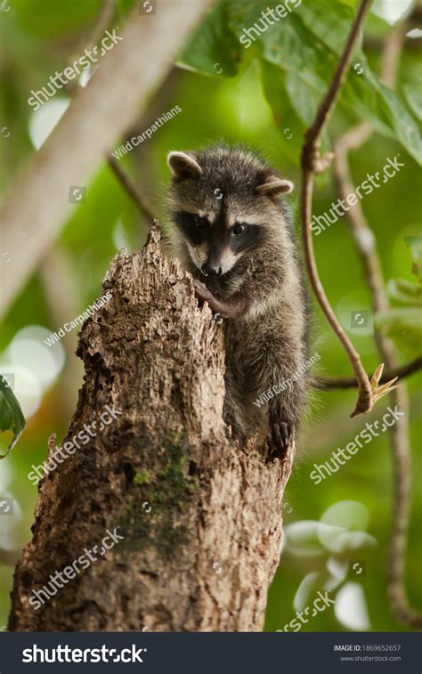 Cute Puppy Raccoon Procyon Lotor On Stock Photo 1869652657 Shutterstock