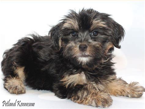 Yorkie Poo Puppies Is The Yorkie Poo The Right Dog Breed For You