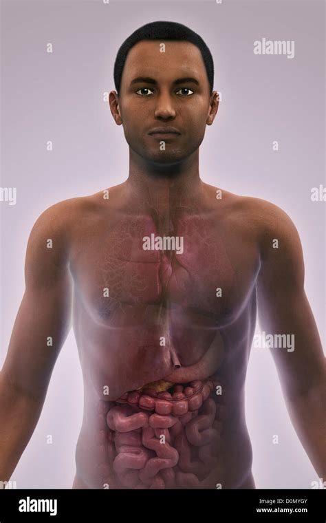 Anatomical Model Showing The Vital Internal Organs Stock Photo Alamy