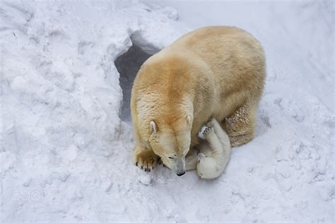 Polar Bear With Cub By Anton Belovodchenko 500px