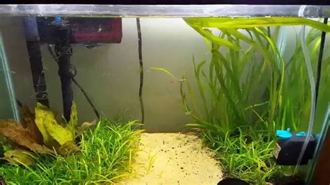 How To Lower Nitrates In Your Aquarium Youtube