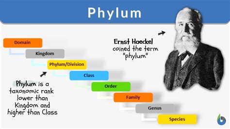 Phylum Definition And Examples Biology Online Dictionary