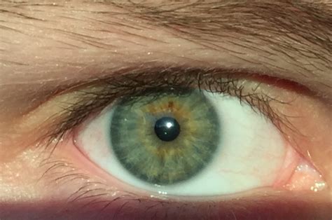 Filehuman Eye Color Greenpng Wikimedia Commons