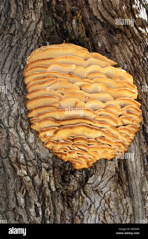 Northern Toothed Polypore Tree Mushroom Fungus Growing On A Maple