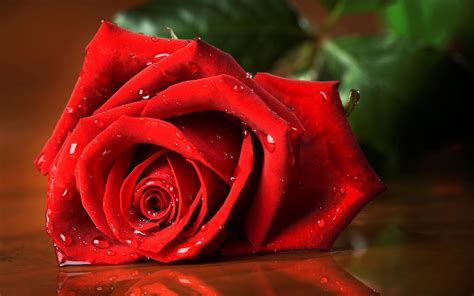 Red Rose Flower Rose Hd Wallpaper Wallpaper Flare