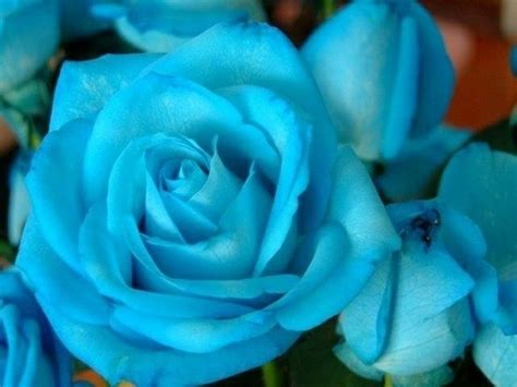 Turquoise Rose Pretty Flowers Pinterest