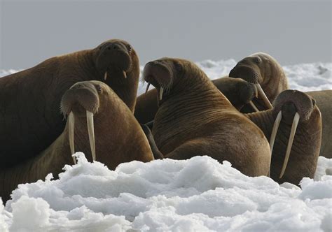 Federal Government No Threatened Species Listing For Walrus Mpr News