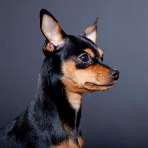 40 Chihuahua Mixed Breeds Pint Sized Cuties Miniature Pinscher Dog