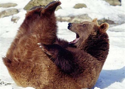 Funny Animals Funny Brown Bears New Photospictures 2012