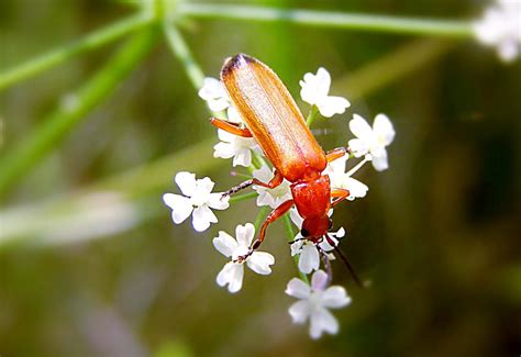 Common Red Soldier Beetle Rhagonycha Fulva Roter Weichkä Flickr