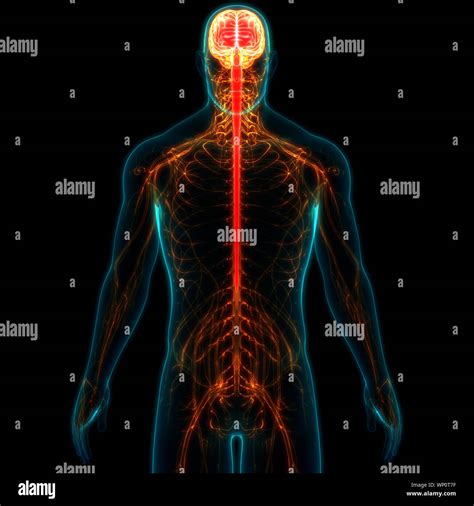 Degli Organi Centrali Del Sistema Nervoso Umano Anatomia Cerebrale Foto
