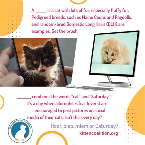 Talking Cats On Social Media National Kitten Coalition