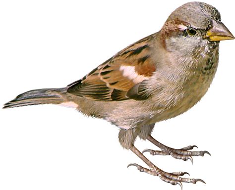 Sparrow Png