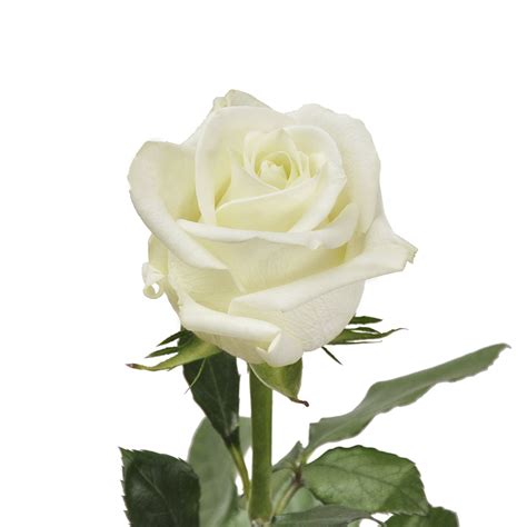 White Roses 60 Cm Fresh Cut Flowers 100 Stems By Bloomingmore